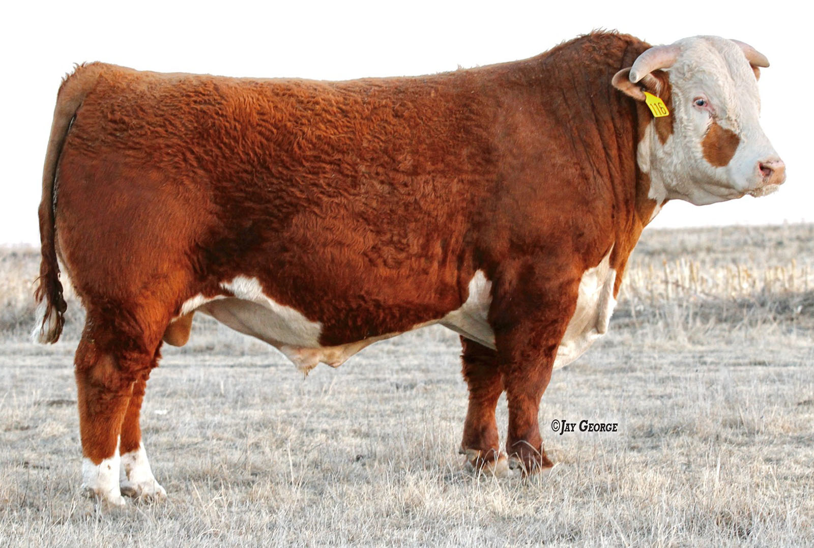 Stuber Ranch Herd Sires – Stuber Ranch