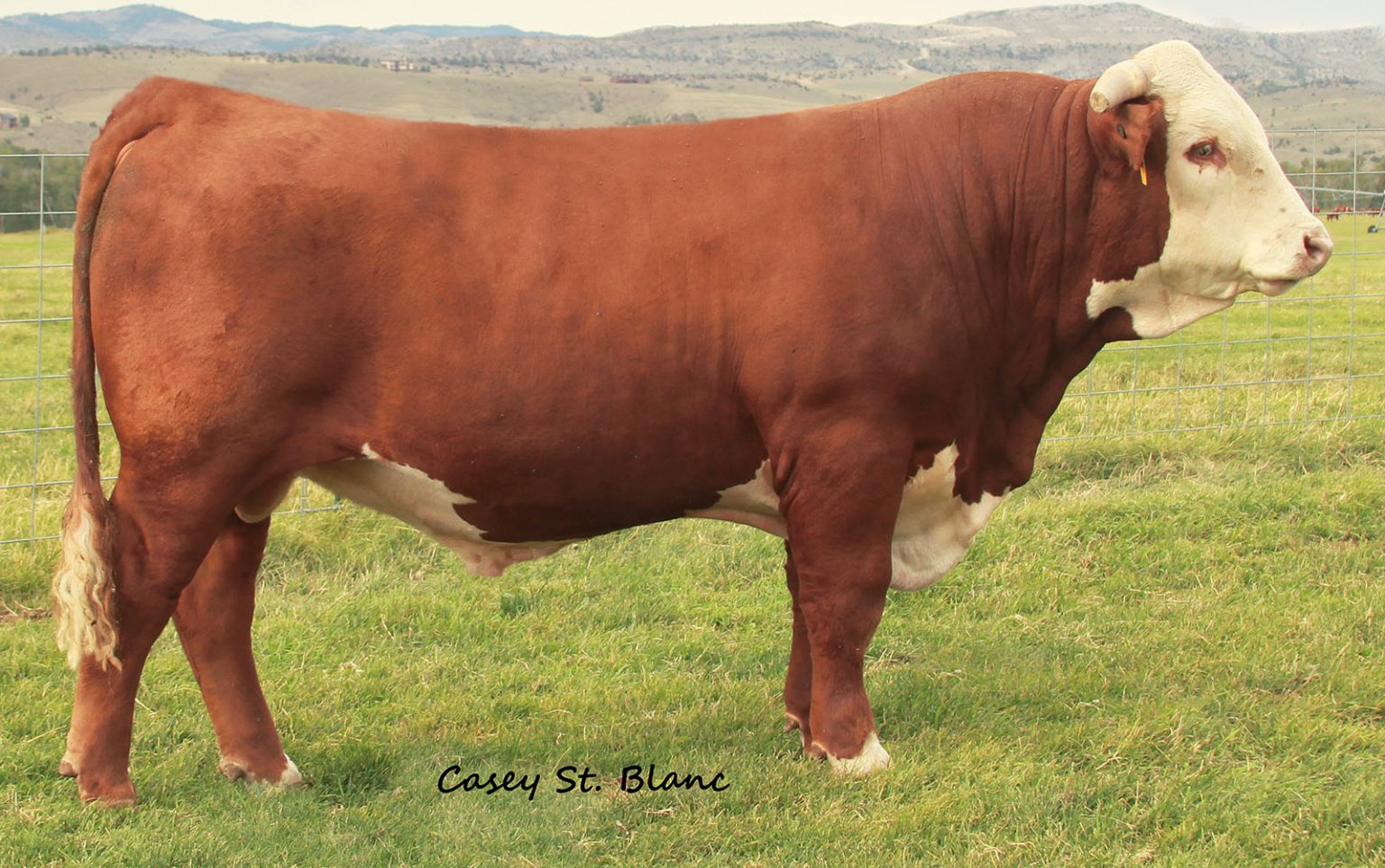 Stuber Ranch Herd Sires – Stuber Ranch