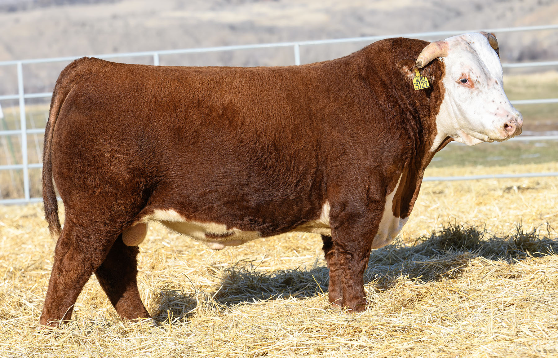 Stuber Ranch Herd Sires – Stuber Ranch