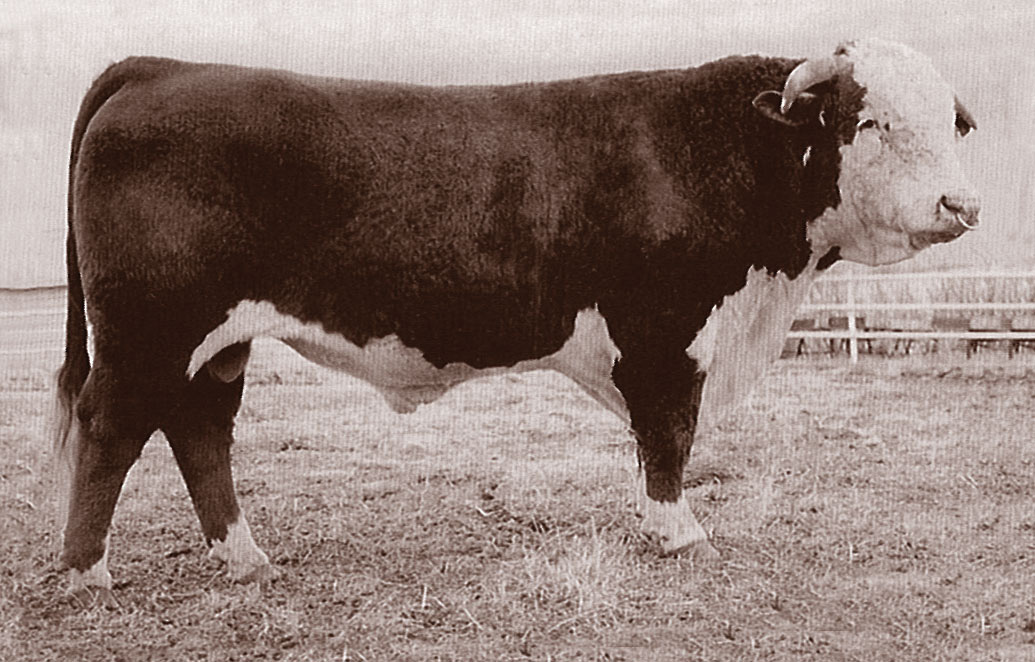 Stuber Ranch Herd Sires – Stuber Ranch