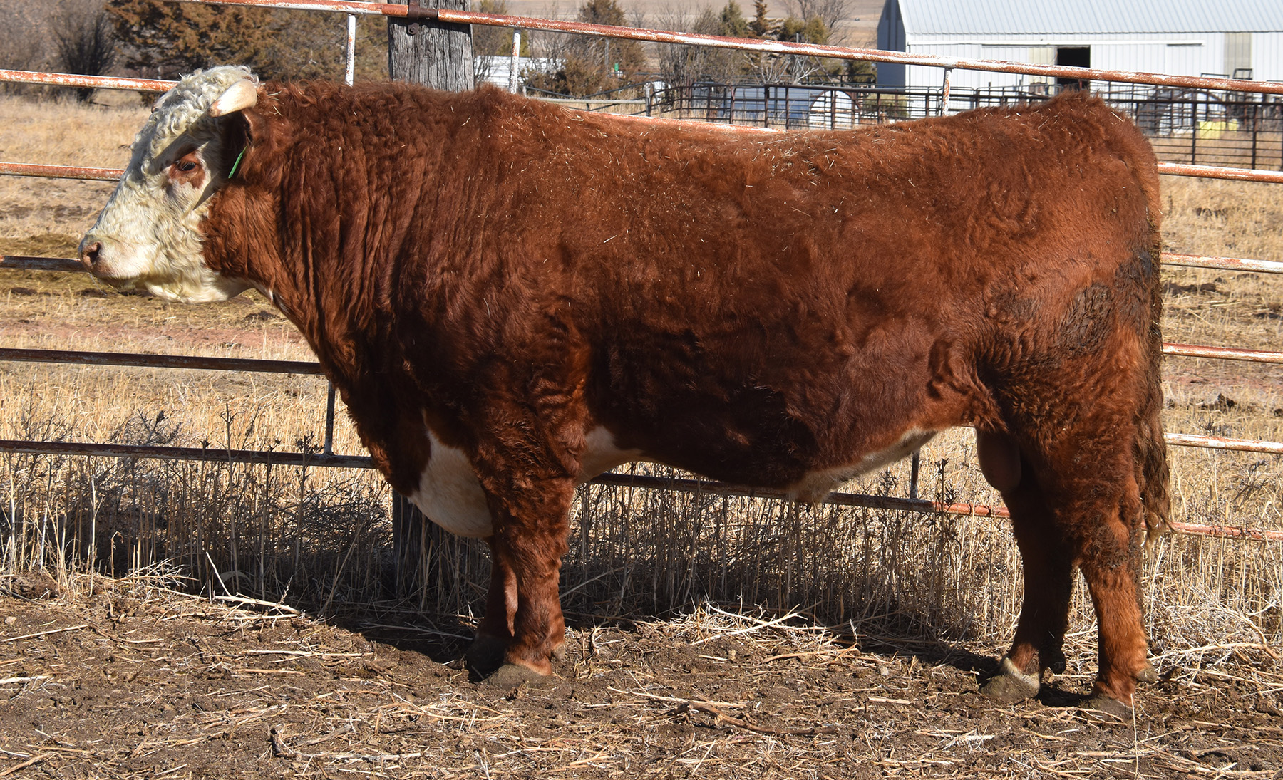 Stuber Ranch Herd Sires – Stuber Ranch