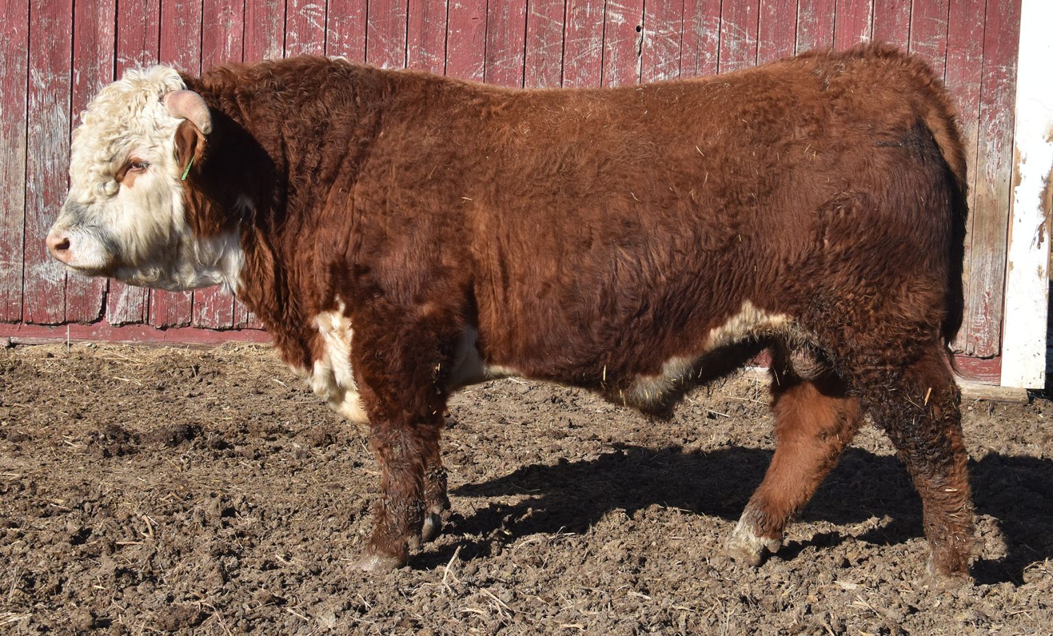 Stuber Ranch Herd Sires – Stuber Ranch